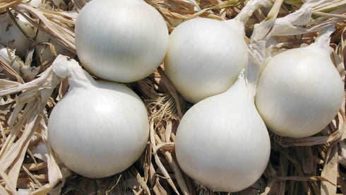 SeedsUA Seeds Onion White Queen Giant Heirloom Vegetable for Planting Non GMO