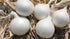 SeedsUA Seeds Onion White Queen Giant Heirloom Vegetable for Planting Non GMO
