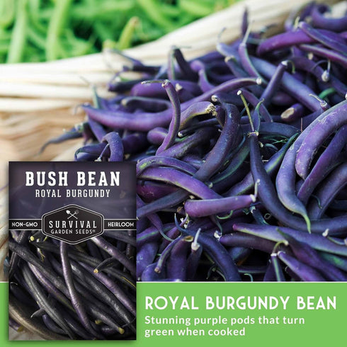 (2 Packs) Royal Burgundy Bush Bean Seeds for Planting - Plant & Grow Stringless Purple Bush Beans in Your Home