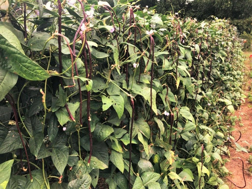 5 30+ Count 2026 TomorrowSeeds - Colors Mix Yard Long Bean Seeds - - for Planting Purple Green Red Pink White Rainbow