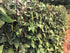 5 30+ Count 2026 TomorrowSeeds - Colors Mix Yard Long Bean Seeds - - for Planting Purple Green Red Pink White Rainbow