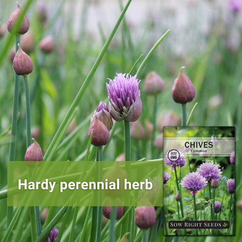 Common Packet (3) Sow Right Seeds - Chives Seed for Planting - Non-GMO Heirloom with Instructions to Plant and Grow