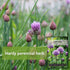 Common Packet (3) Sow Right Seeds - Chives Seed for Planting - Non-GMO Heirloom with Instructions to Plant and Grow