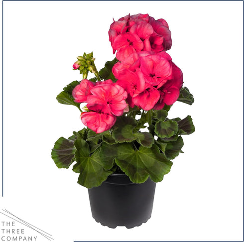 (2 Pack), Spring/Summer 12" 5" 1 Live Flowering Zonal Geraniums - Salmon Plants Per Beautiful Flowers, Tall by Wide