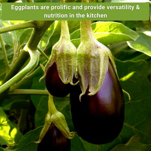 Packet Sow Right Seeds - Eggplant Seed Collection for Planting - Black Beauty, Casper, Rosa Bianca and Long Purple