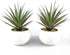 TUOKORGREEN Small Artificial Plants in Ceramic Pots, Faux Greenery Set of 2, 3.5" x 6.7"