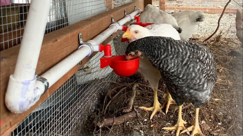 (24 Pack), Chicken Water Cups for PVC with Tee Automatic Chicken Waterer Kit for Poultry, DIY PVC Water Feeder