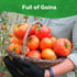 200 Packet Beefsteak Tomato Seeds for Planting - Non-GMO, Heirloom - Indeterminate Tomato Seeds, Vegetable Seed