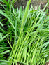 Generic 1000+ Organic Water Spinach Seeds Kangkong, Ong Choy, Rau Muong Heirloom, Non-GMO, USA Grown - Asian Vegetable