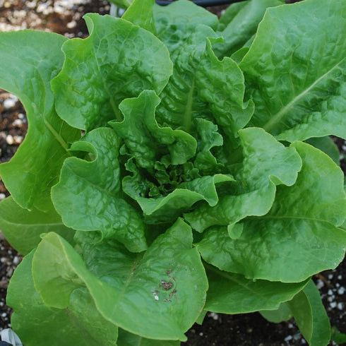 19.3 oz. 4-pack Bonnie Plants Buttercrunch Lettuce