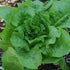 19.3 oz. 4-pack Bonnie Plants Buttercrunch Lettuce