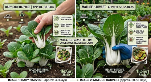 HipGirl Fall/Spring-4000+ Stem,10g) Sow in Bok Choy Seeds for Sprouting,Chinese Cabbage Seed