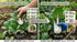 HipGirl Fall/Spring-4000+ Stem,10g) Sow in Bok Choy Seeds for Sprouting,Chinese Cabbage Seed