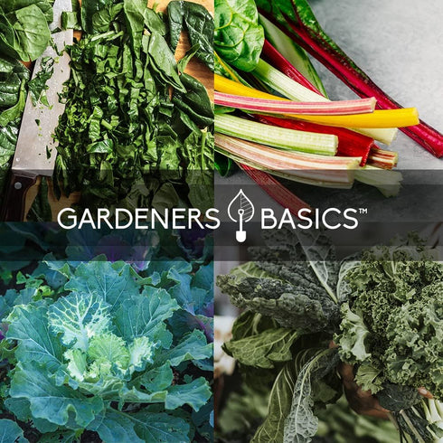 Packets Pack 5 Gardeners Basics Power Greens Seeds for Planting Individual - Arugula, Spinach, Swiss Chard, Kale