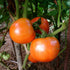 19.3 oz., 4-Pack Bonnie Plants Bush Goliath Tomato, Live Plant