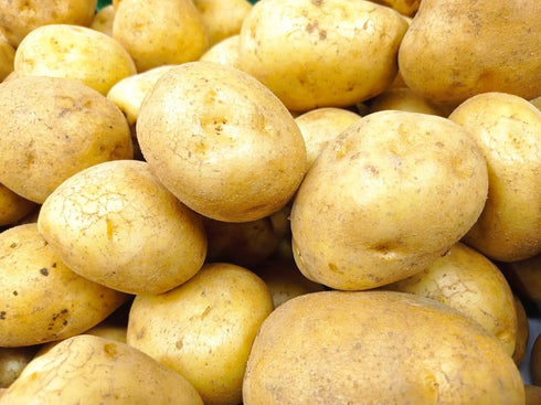 Bulbs 2026-1 TomorrowSeeds - Kennebec Seed Potatoes - USDA Certified for Growers Size B Non GMO Chipping White Potato