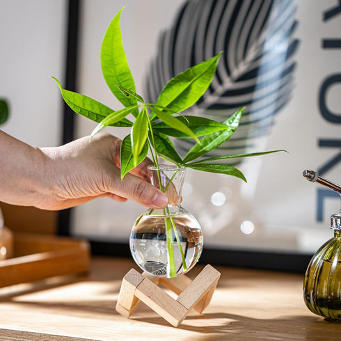 Bulb (2) Propagation Stations, Propagation vases with Wooden Stand, Small Tabletop Glass Vases for Hydroponics Plant