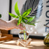 Bulb (2) Propagation Stations, Propagation vases with Wooden Stand, Small Tabletop Glass Vases for Hydroponics Plant