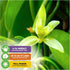 Vanilla Bean Orchid Live Plant - Vanilla planifolia by Wellspring Gardens - Fragrant Vanilla Beans, Versatile Vine