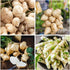 200+ Organic Sweet Jicama Seeds - Heirloom Variety for Home Gardens