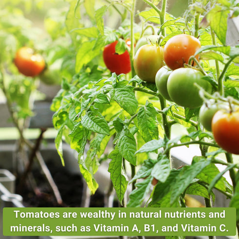 Sow Right Seeds - Classic Tomato Seed Collection for Planting - Cherokee Purple, Beefsteak, Large Red Cherry, Marglobe