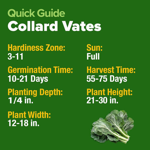 600+ HOME GROWN Vates Collard Green Seeds Heirloom Non-GMO Seeds for Planting, High Germination, Bolt Resistant Dark