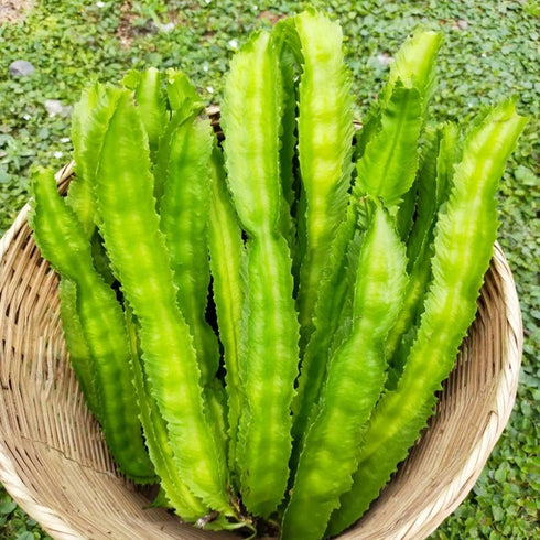 100+ Winged Bean Seeds Four Angled Bean Manila Bean King Shire Winged