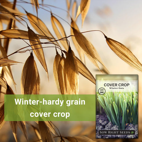 Sow Right Seeds - Winter Oats Seed for Planting - Cover Crops to Plant in Your Home Vegetable Garden - Enriches Soil