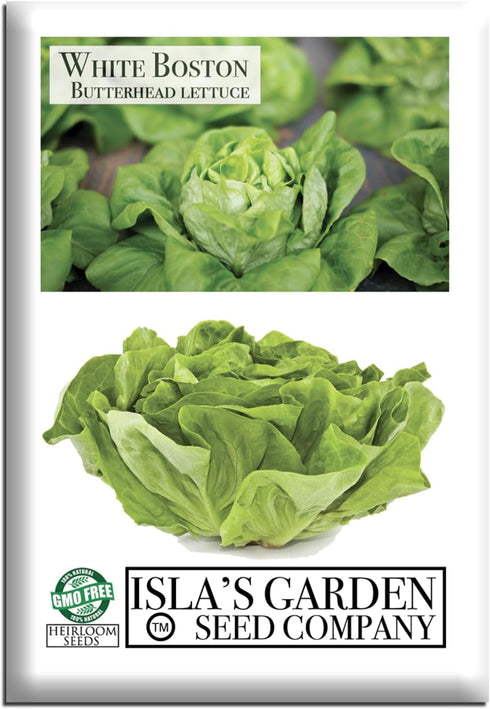 White Boston Butterhead Lettuce Seeds (Lactuca Sativa) 1000+ Heirloom Non-GMO Seeds by