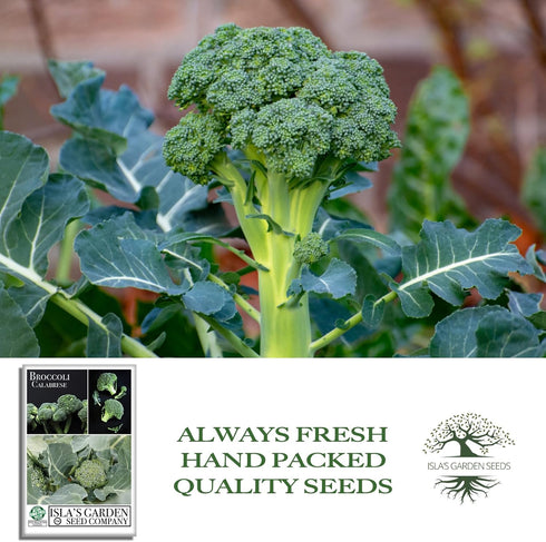 1000+ Calabrese Green Sprouting Broccoli Seeds Non-GMO & Heirloom Seeds, Brassica oleracea, Cool Season Crop, Large