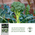 1000+ Calabrese Green Sprouting Broccoli Seeds Non-GMO & Heirloom Seeds, Brassica oleracea, Cool Season Crop, Large