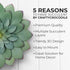 Everydecor Metal Flowers Wall Decor, Hand Painted Green 3D Succulent Art for Living Room, Bedroom, Kitchen, Bathroom -