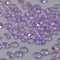 ZKC 4.5mm 10000PCS Purple Crystal Acrylic Diamond Vase Fillers for Wedding Centerpiece Table Scatter Decorations
