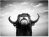 Monochrome Portrait of a Spanish Bull Farmhouse Canvas Wall Art, 12x8, Black