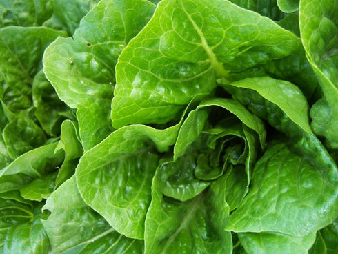 Liliana's Garden Lettuce Seeds - Parris Island Cos - Romaine Type - Heirloom -