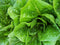 Liliana's Garden Lettuce Seeds - Parris Island Cos - Romaine Type - Heirloom -