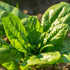 Generic 600 7+ Giant Noble Spinach Seeds for Planting Organic Heirloom Non GMO Grams Garden Vegetable Bulk Survival
