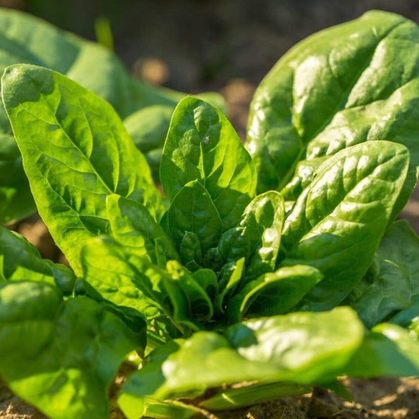 Generic 1200 Giant Noble Spinach Seeds for Planting Heirloom Non GMO 14+ Grams