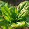 Generic 1200 Giant Noble Spinach Seeds for Planting Heirloom Non GMO 14+ Grams