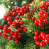 30 Stems,7.9 Inch Artificial Red Berry Christmas Holly Berry Branches Red Berry Picks for Holiday Home Decor and Crafts
