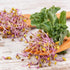 1 Todd's Seeds Red Russian Kale Seed - Pound