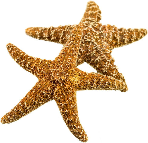Nautical Crush Trading Real Starfish - 2 Large Brown Sugar Starfish (7-8in) for Crafts and Decorations