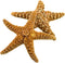 Nautical Crush Trading Real Starfish - 2 Large Brown Sugar Starfish (7-8in) for Crafts and Decorations