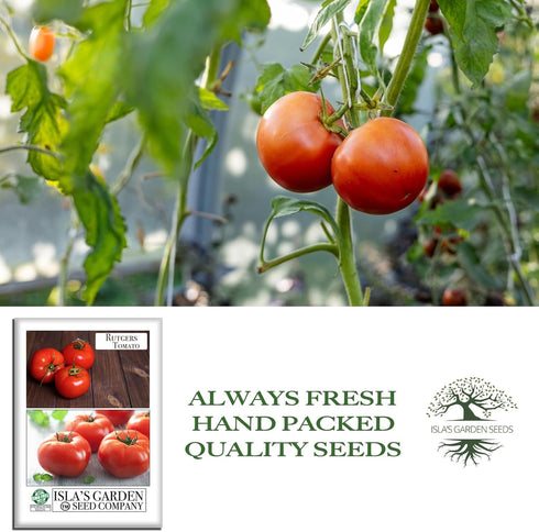 100+ Rutgers Tomato Seeds (Solanum lycopersicum) Non GMO & Heirloom Seeds, Balanced Flavor All Purpose Tomato Variety