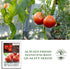 100+ Rutgers Tomato Seeds (Solanum lycopersicum) Non GMO & Heirloom Seeds, Balanced Flavor All Purpose Tomato Variety