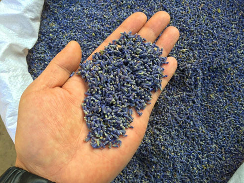 TooGet Fragrant Lavender Buds - Natural Dried Flowers Wholesale, Ultra Blue Grade - 1 Pound