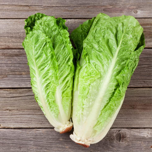 Lindsay Seed (2300 Romaine Lettuce Seeds (Parris White Cos) Seeds)