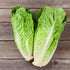 Lindsay Seed (2300 Romaine Lettuce Seeds (Parris White Cos) Seeds)