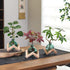 HymoConn Bulb Plant Propagation Station Propagation Vases for Plants Glass Terrariums Vases with Wooden Stand