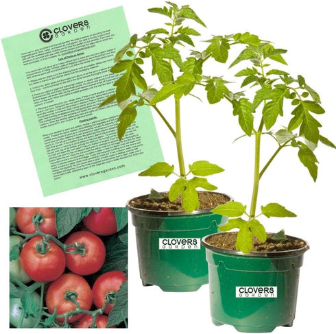 Clovers Garden Early Girl Tomato Plants- Two (2) Live Plants Non-GMO -